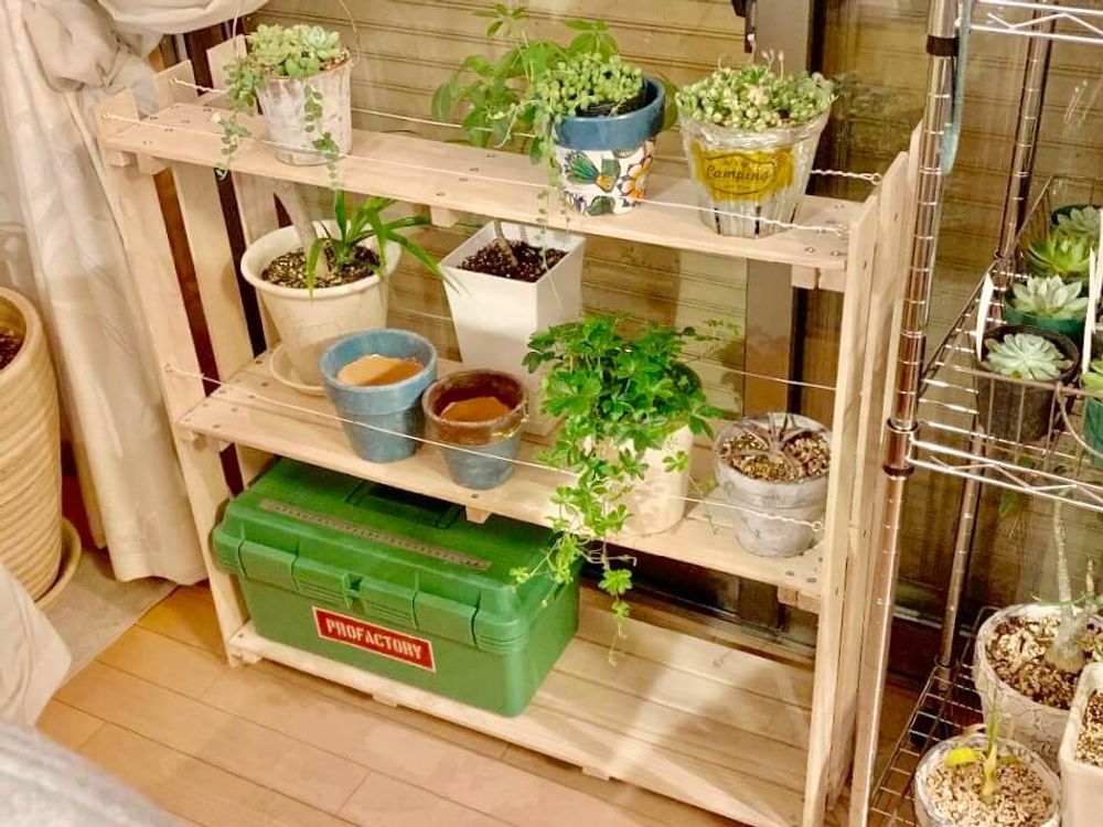 多肉棚　多肉植物