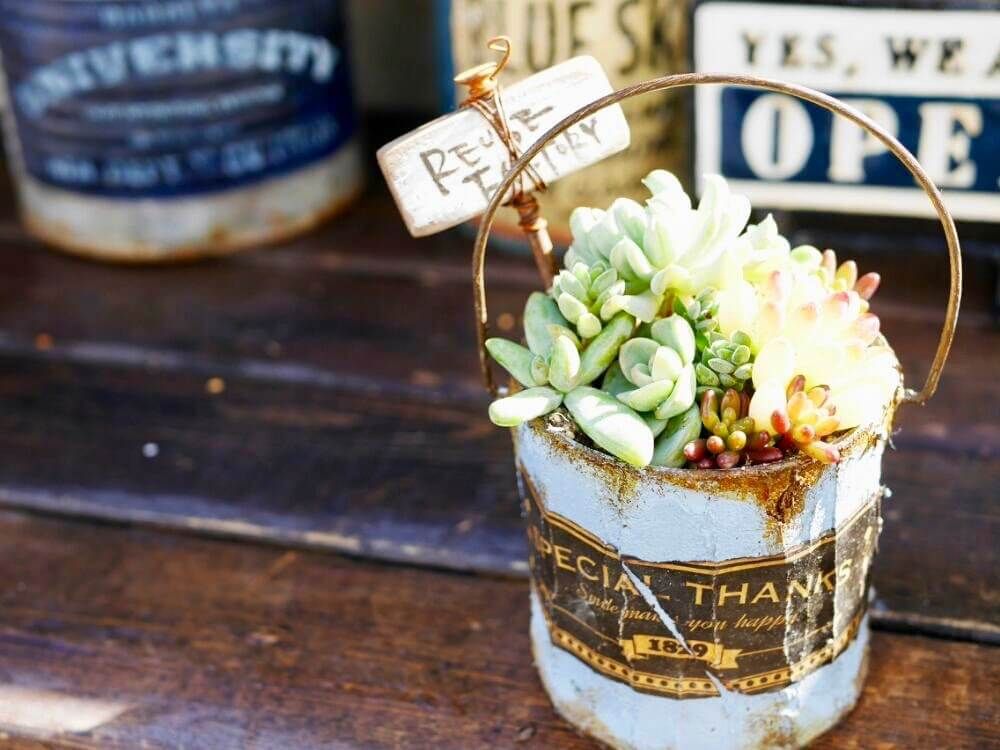 リメ缶　多肉植物　寄せ植え