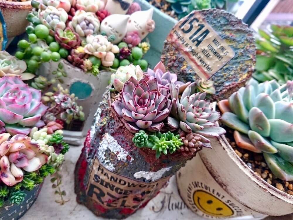 リメ缶　多肉植物　寄せ植え