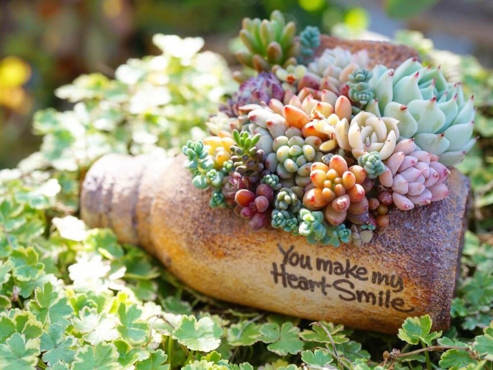 リメ缶　多肉植物　寄せ植え