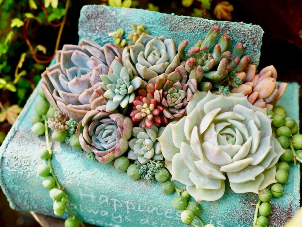 リメ缶　多肉植物　寄せ植え