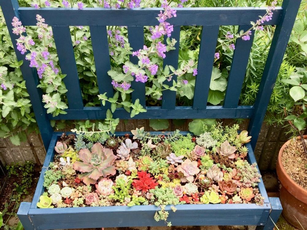 セダム椅子　多肉寄せ植え　多肉植物