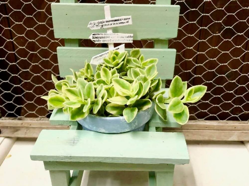 セダム椅子　多肉寄せ植え　多肉植物