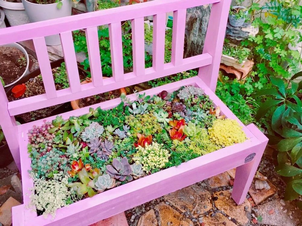 セダム椅子　多肉寄せ植え　多肉植物