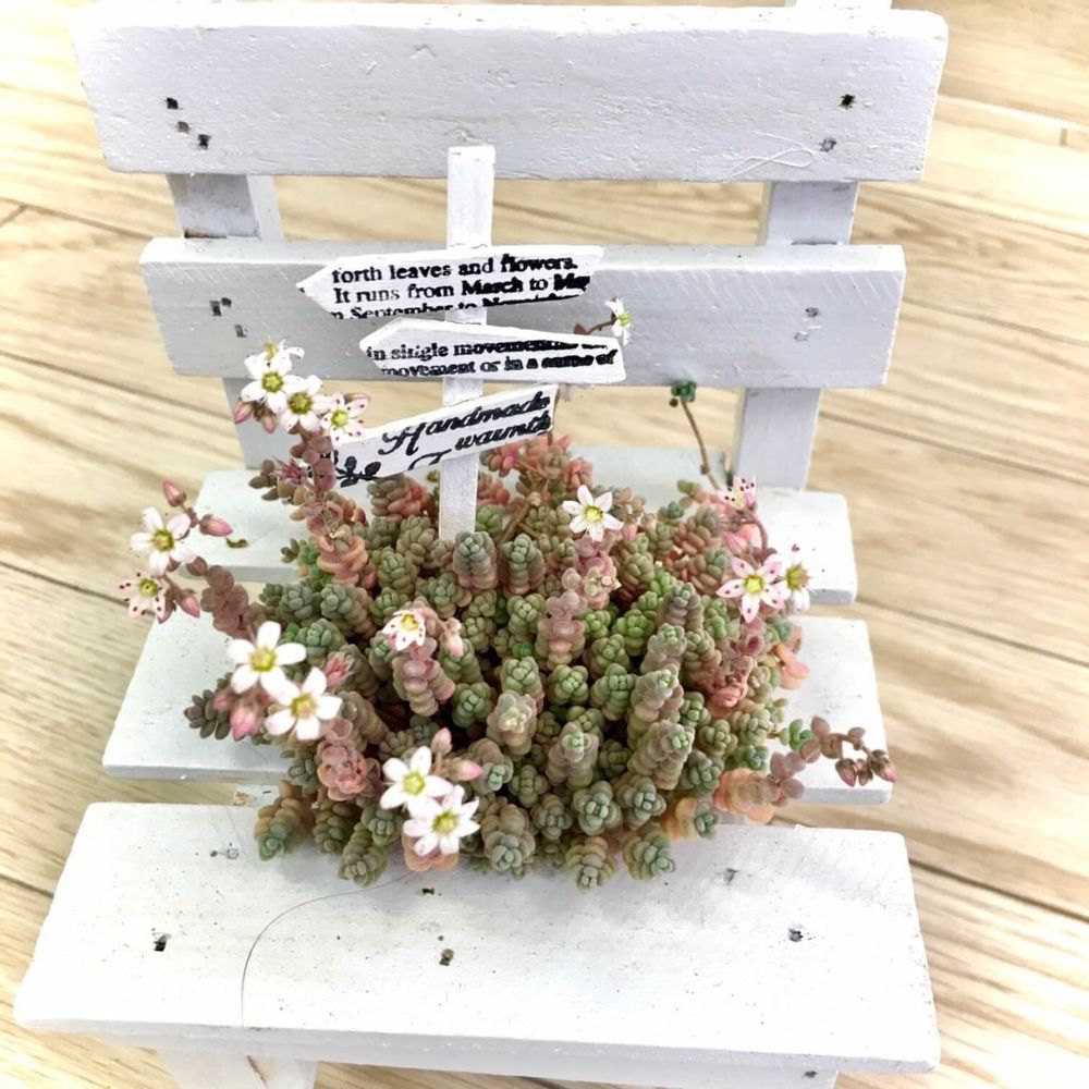 セダム椅子　多肉寄せ植え　多肉植物