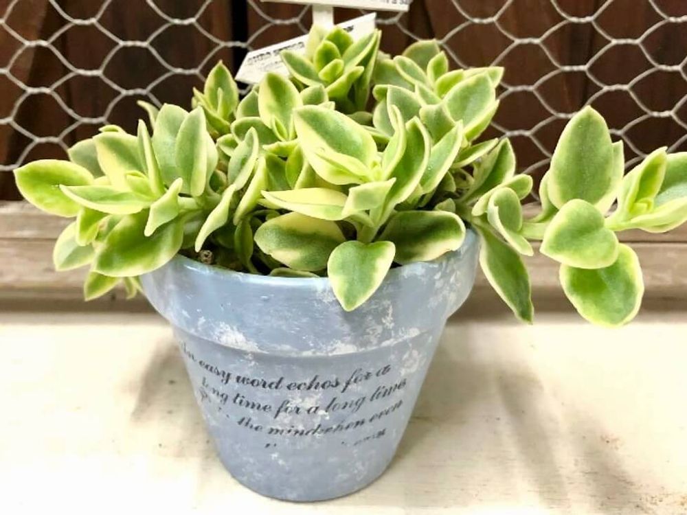 セダム椅子　多肉寄せ植え　多肉植物