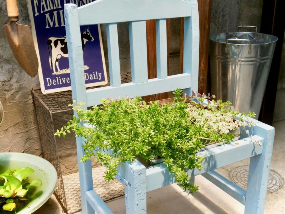 セダム椅子　多肉寄せ植え　多肉植物