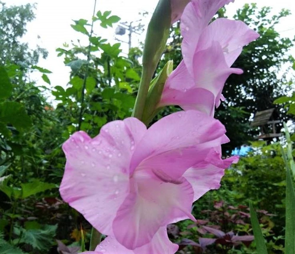 グラジオラス　photo by　りん