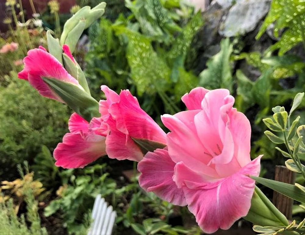 グラジオラス　phto by　くみ