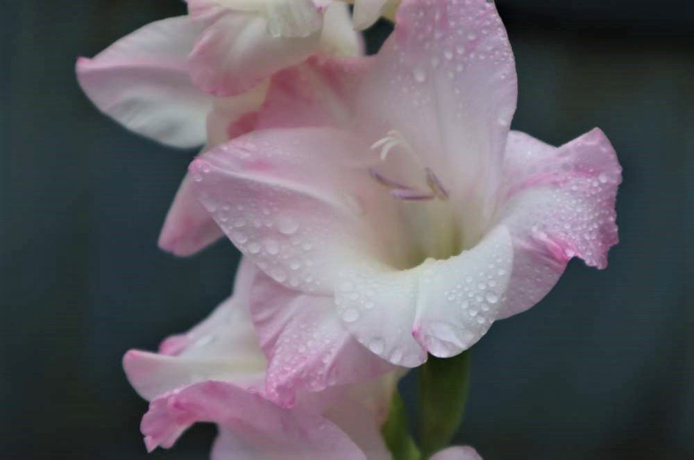 グラジオラス　photo by　じゃすみん✲*ﾟ