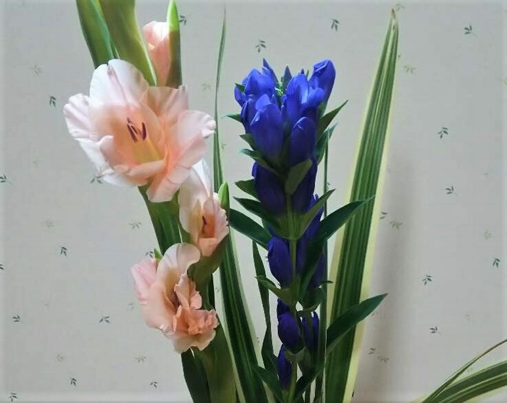 グラジオラス　photo by　papageno