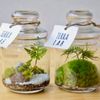 初心者でもできるテラリウムの作り方！おすすめの苔は？管理方法は？の画像