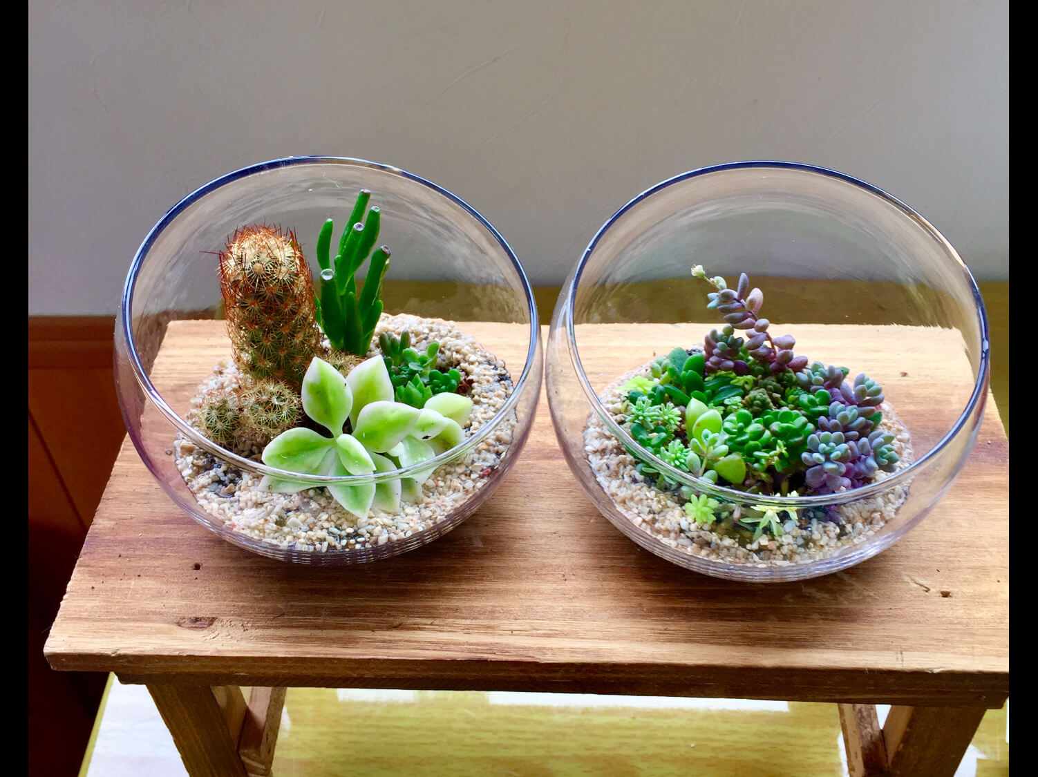透明感が可愛さを引き立てる ガラス容器に多肉植物を飾ろう Greensnap グリーンスナップ