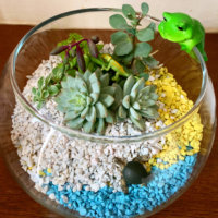 透明感が可愛さを引き立てる！ガラス容器に多肉植物を飾ろうの画像