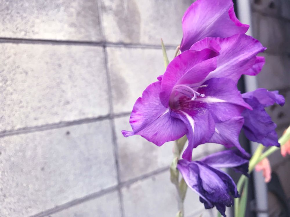 グラジオラス　紫