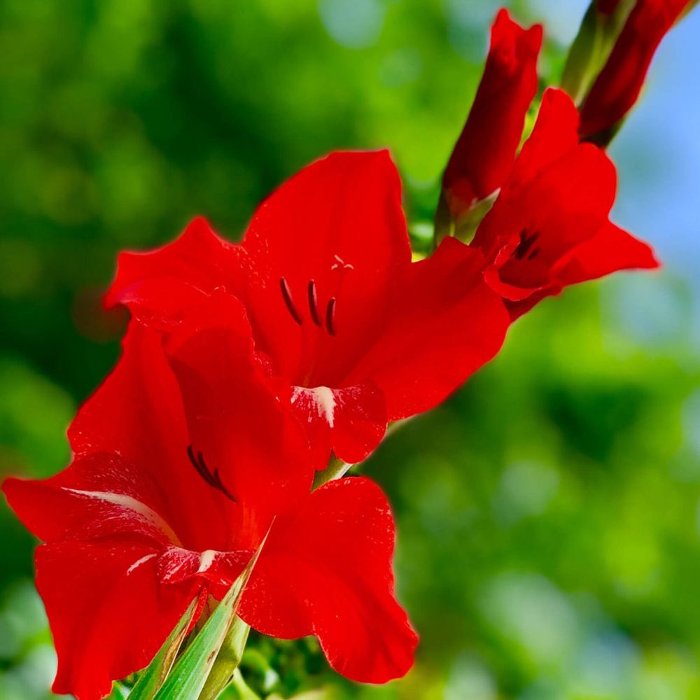 グラジオラス　赤