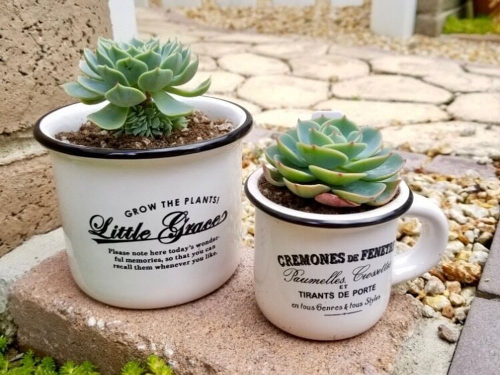 ホーロー　100円　陶器　多肉