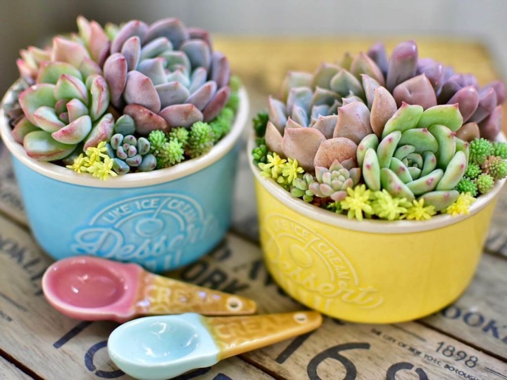 100円ショップ　多肉植物