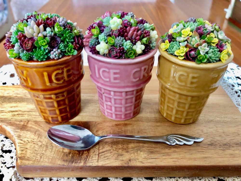 多肉植物　アイス　100円　ショップ