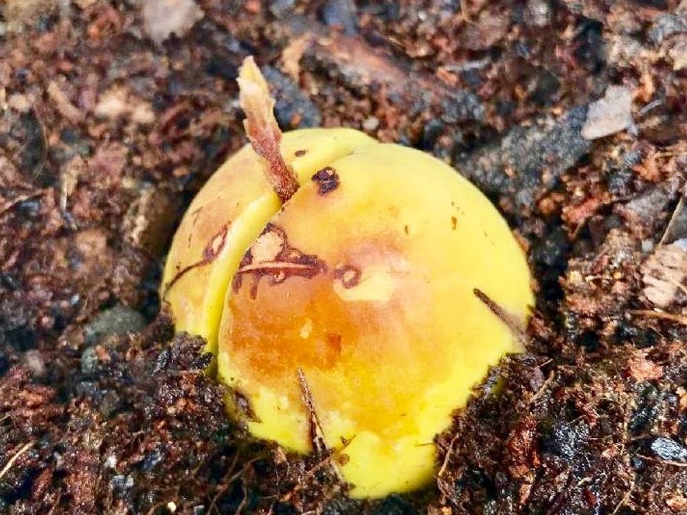 アボカド