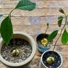 アボカドの育て方｜種を土に埋めるだけ？鉢植えの用土と配合比は？の画像