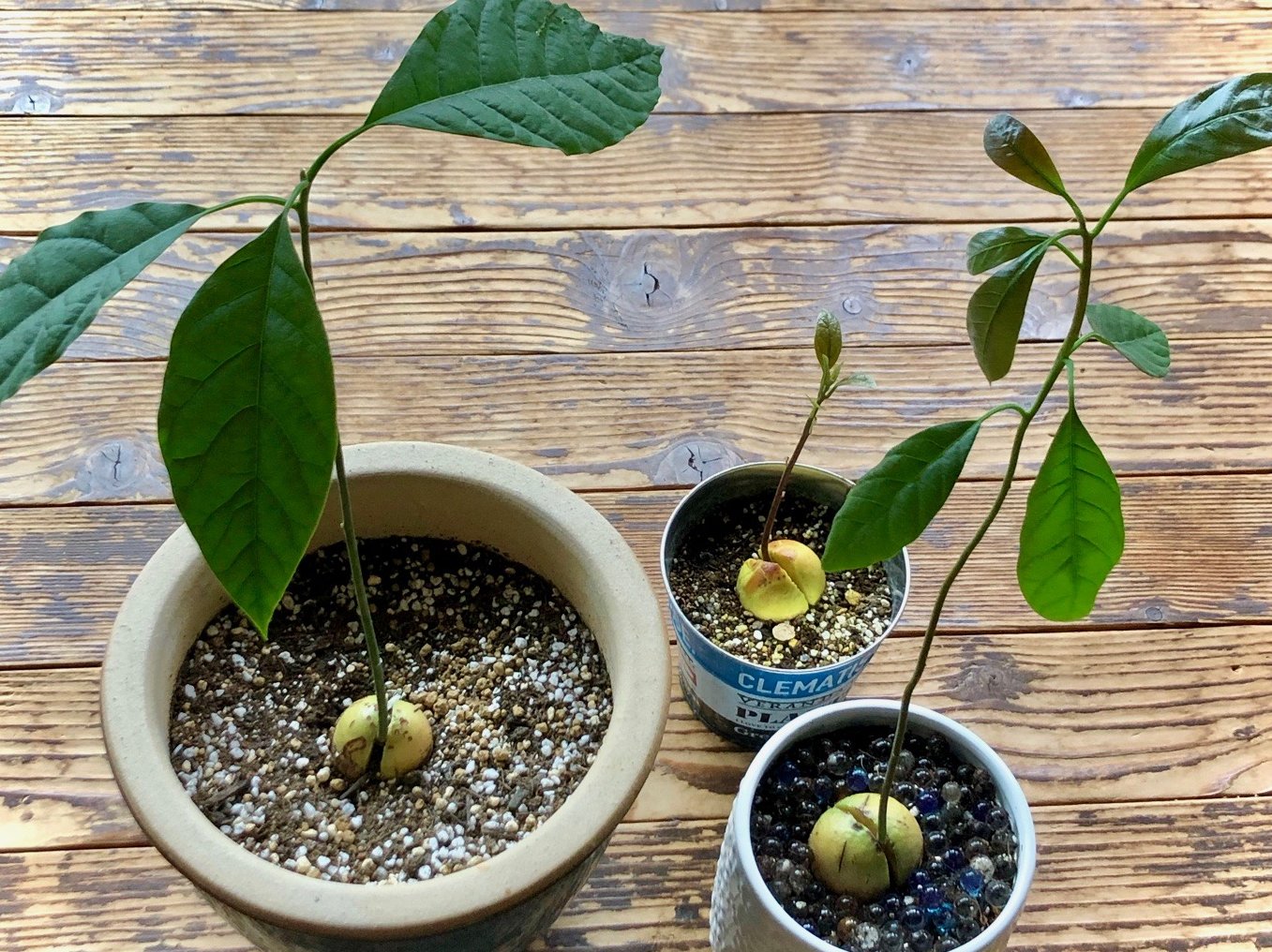 アボカドの木 - 植物/観葉植物