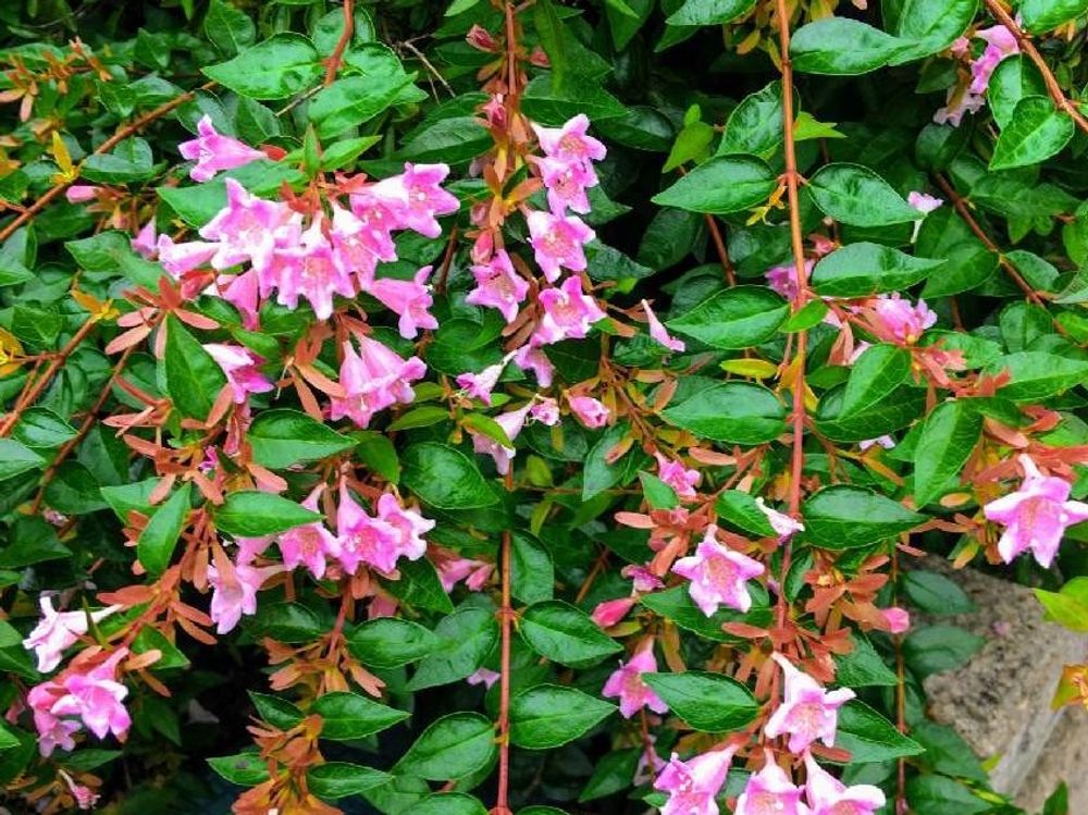 エドワードゴーチャ　ピンク色の花