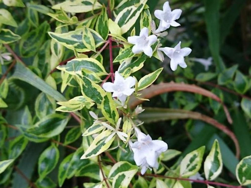 ホープレイズ　白い花