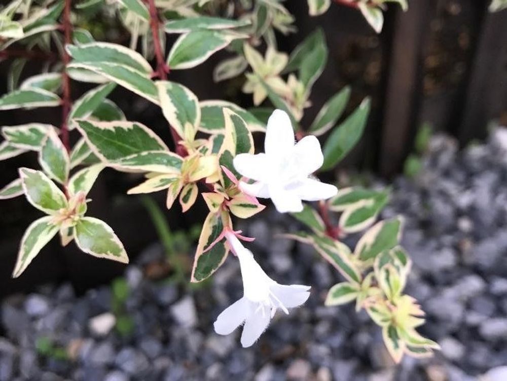 コンフェティ　白い花