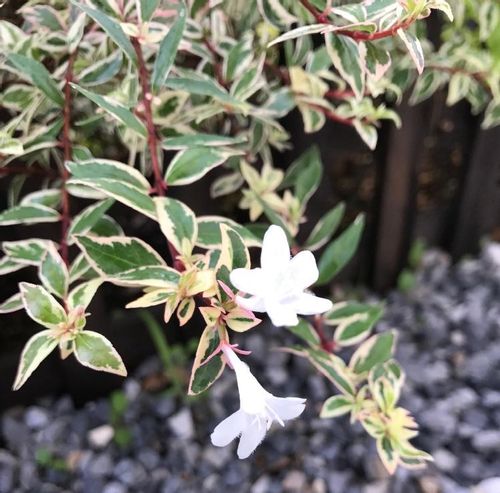 アベリアの花言葉 種類や品種 由来は Greensnap グリーンスナップ