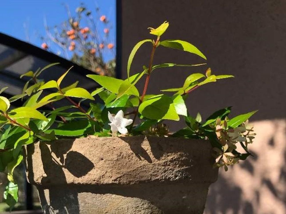 フランシスメイソン　鉢植え　白い花