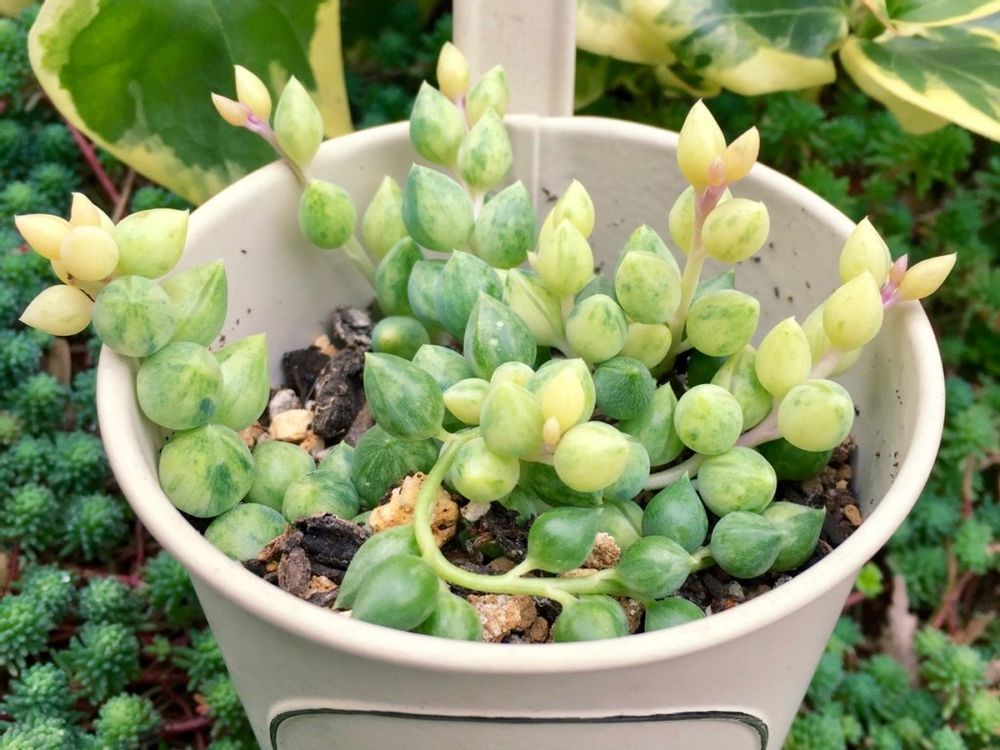 エンジェルティアーズ　多肉