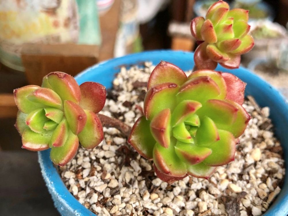 レティジア　多肉