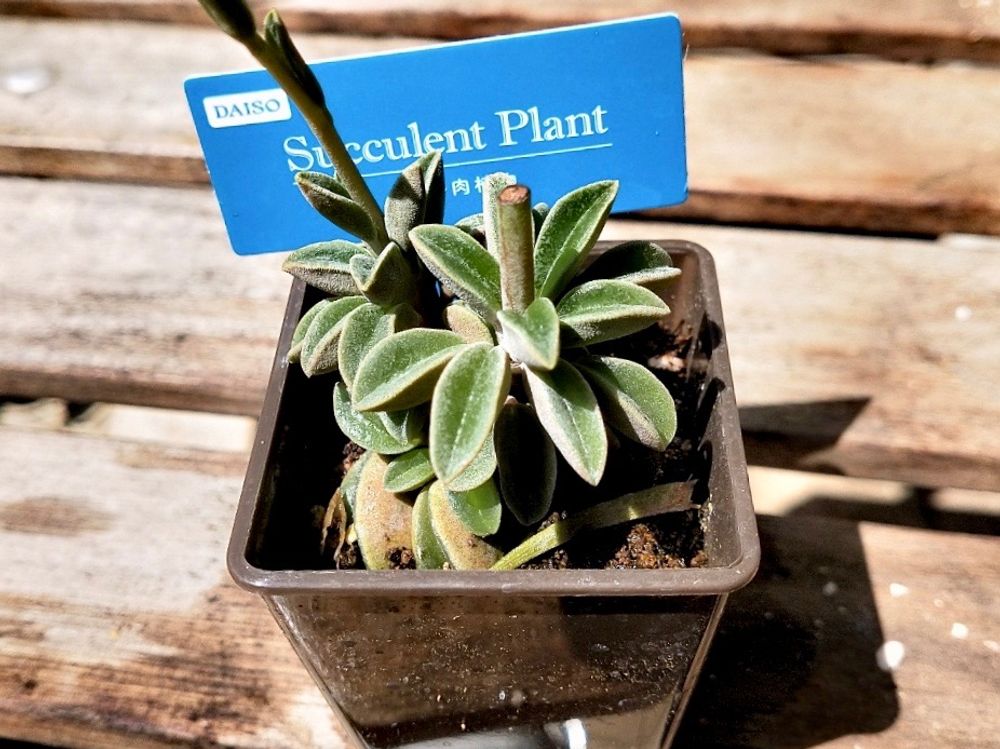 ペペロミア　ニパドラ