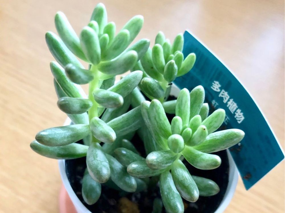 虹の玉　セダム　多肉