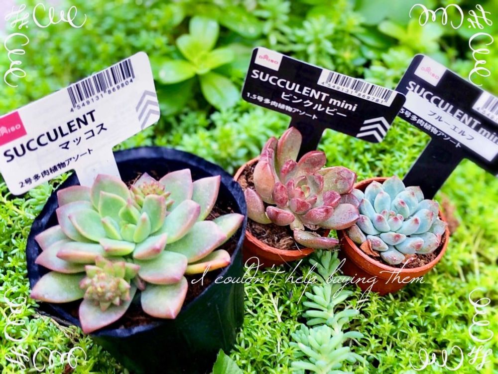 100円　多肉植物