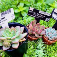 初心者注目！100円ショップで気軽に手に入る人気の多肉植物は？の画像