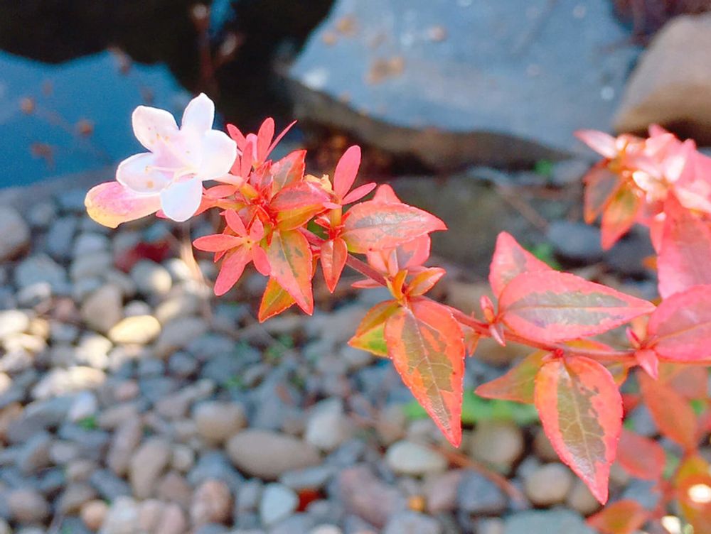 アベリア　カレイドスコープ　白い花　赤い葉