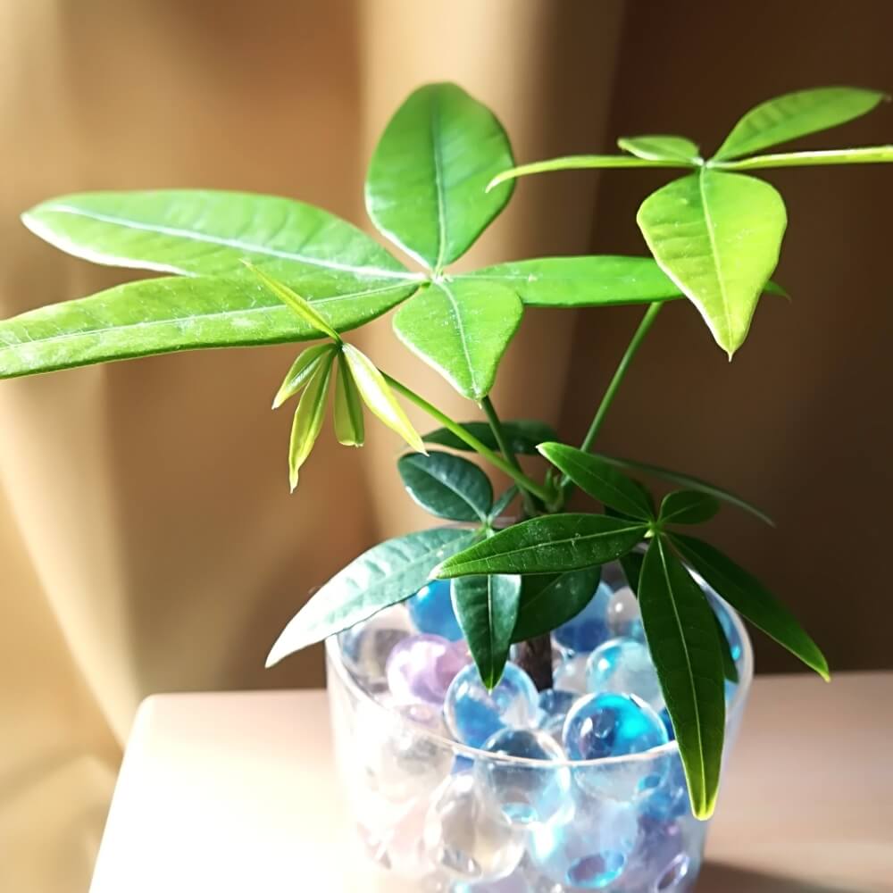 新生活にもおすすめ フレッシュさを感じるガラス容器で観葉植物を飾ろう Greensnap グリーンスナップ