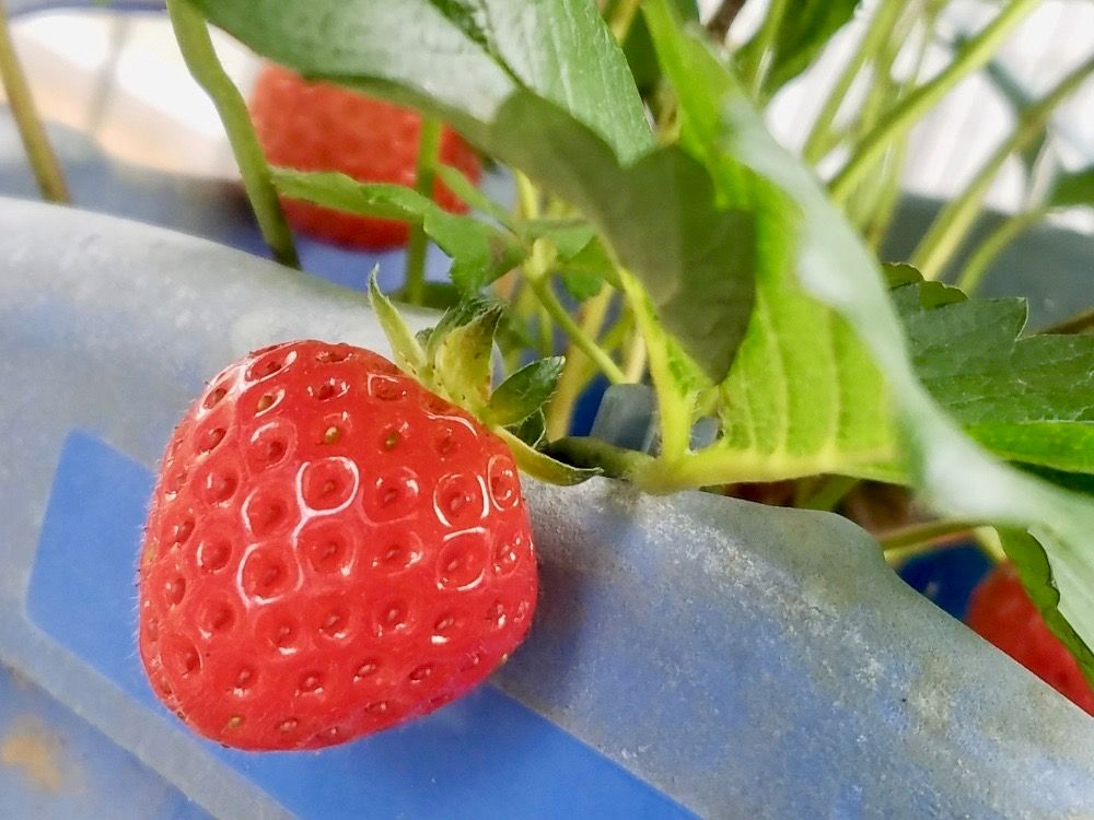 イチゴ あかねっ娘