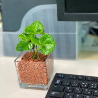 新生活にもおすすめ！フレッシュさを感じるガラス容器で観葉植物を飾ろうの画像