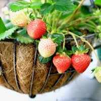人気のブランドいちご特集！味のちがいや家庭菜園むきの品種とは？の画像