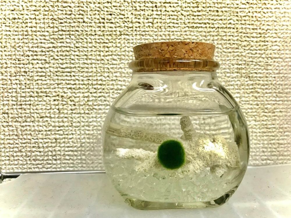 まりも　まりも　毬藻