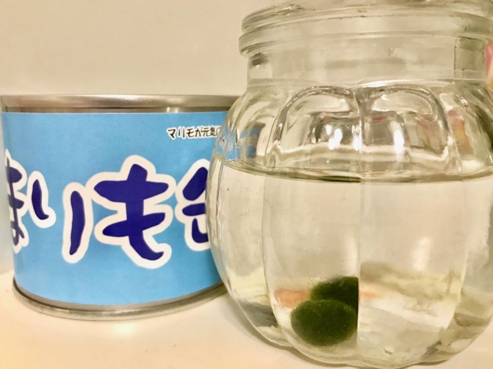 まりも　まりも　毬藻