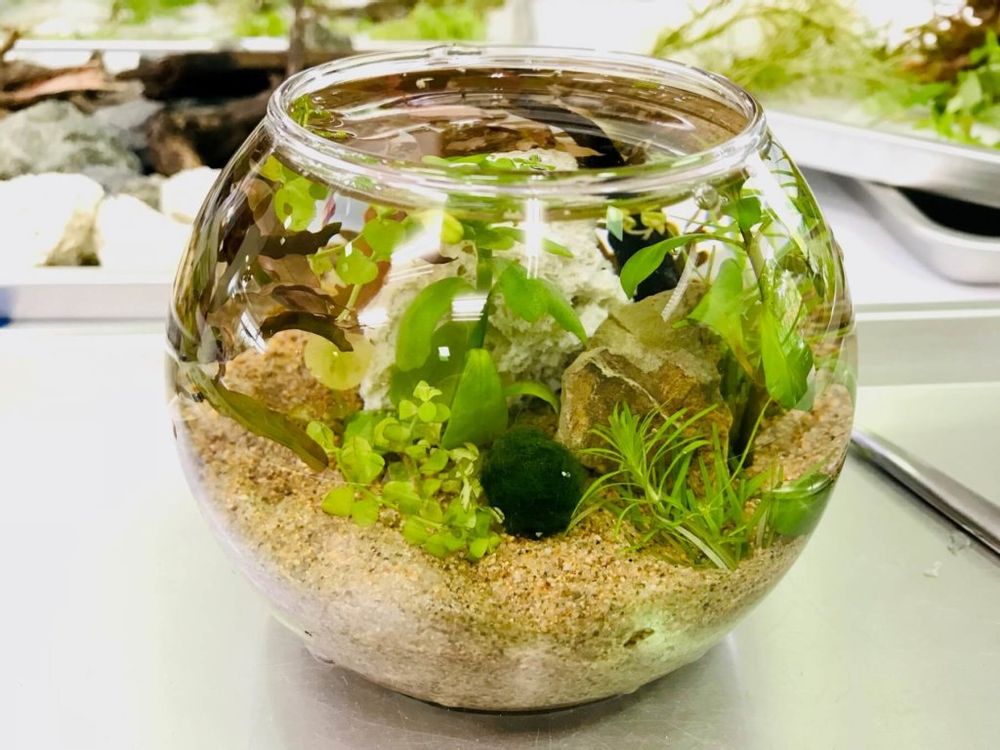 まりも　まりも　毬藻