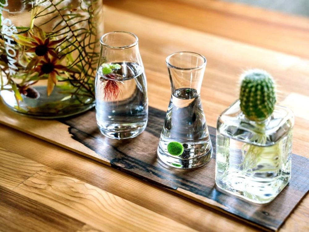 まりも　まりも　毬藻