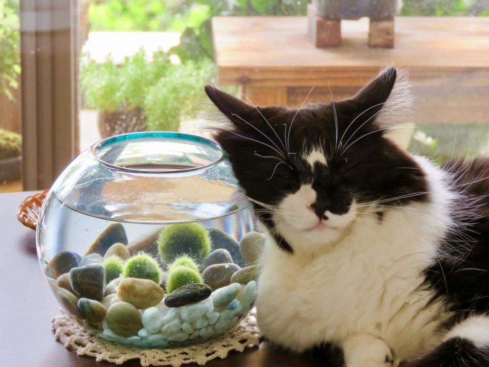 まりも　まりも　毬藻