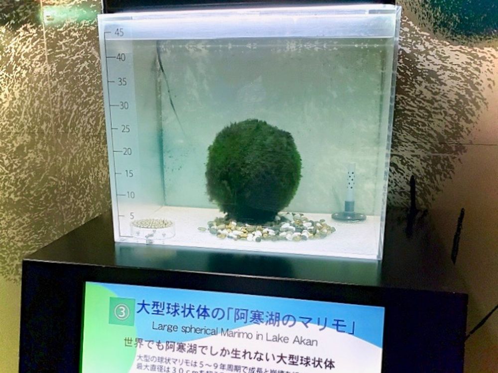 まりも　まりも　毬藻