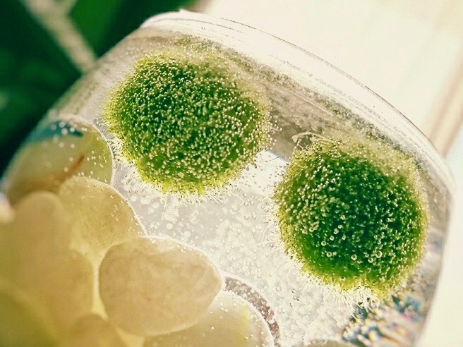マリモ 毬藻 の育て方 寿命はある エサがいるって本当 Greensnap グリーンスナップ