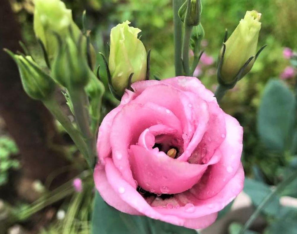 トルコギキョウ